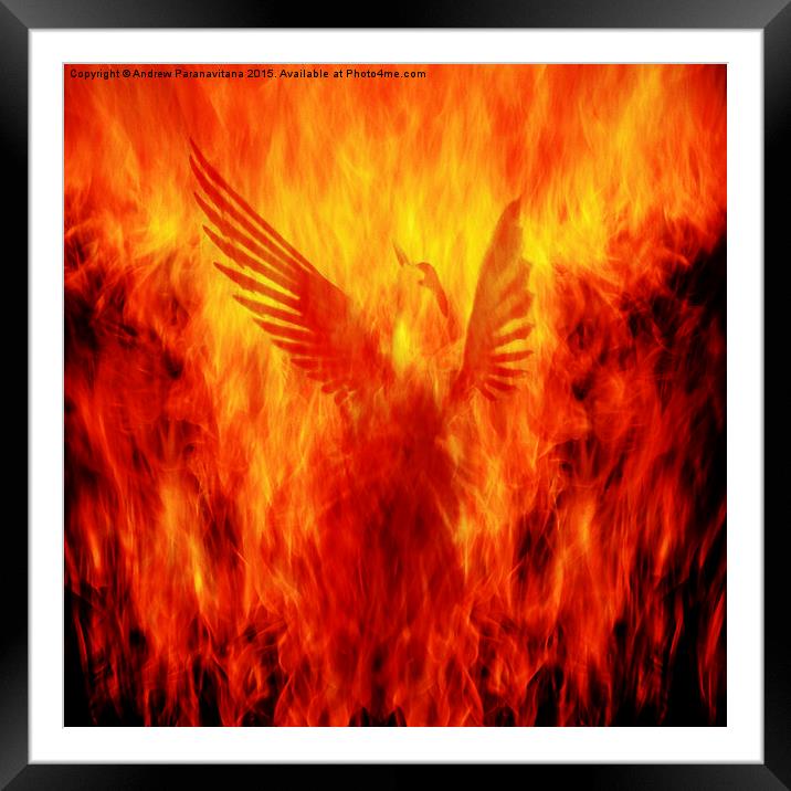  Phoenix Rising Framed Mounted Print by Andrew Paranavitana