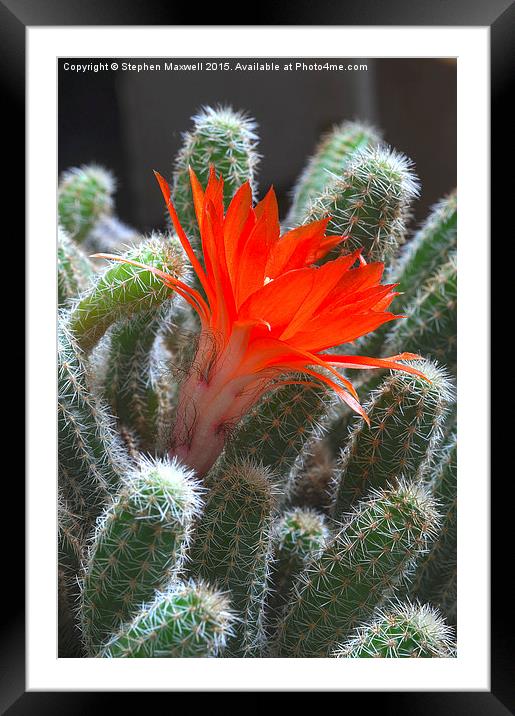  Peanut Cactus Flower Framed Mounted Print by Stephen Maxwell