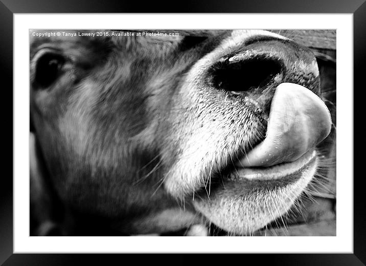  cow licking nose close up Framed Mounted Print by Tanya Lowery