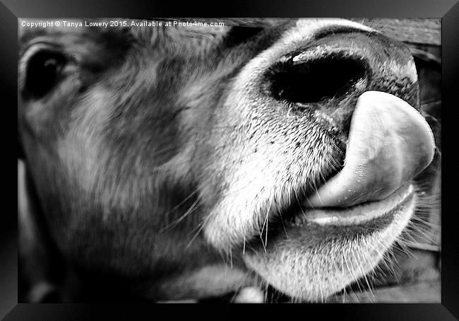  cow licking nose close up Framed Print by Tanya Lowery