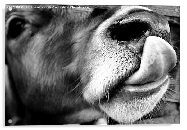  cow licking nose close up Acrylic by Tanya Lowery
