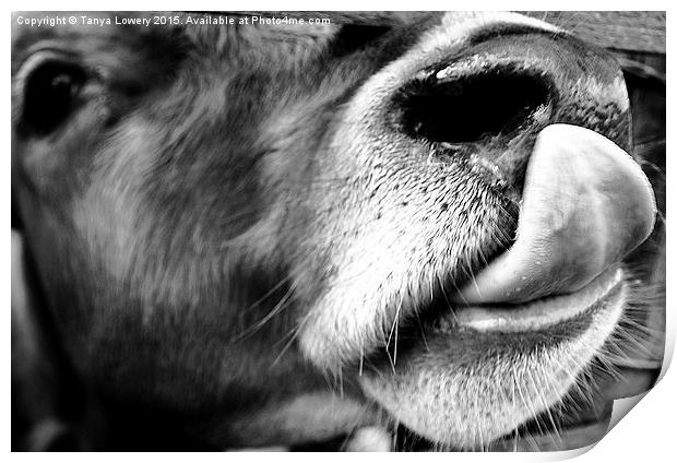  cow licking nose close up Print by Tanya Lowery