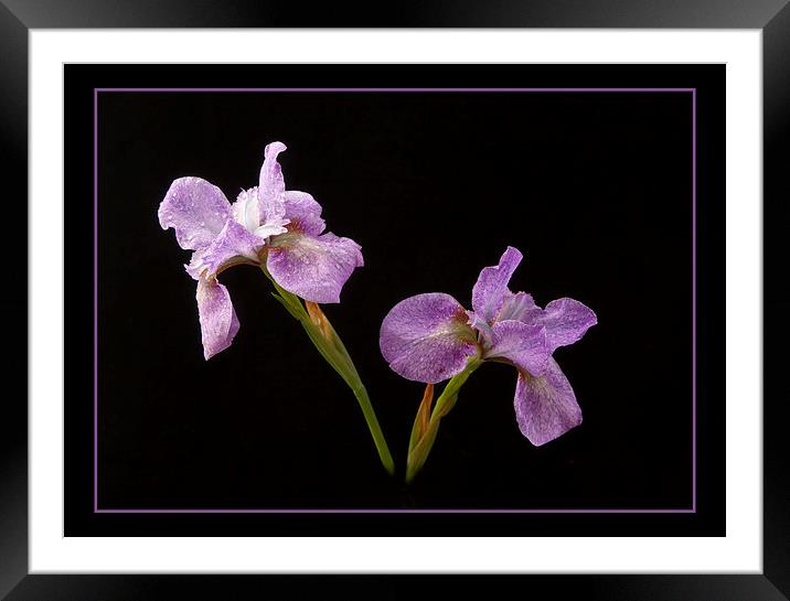  Beautiful Irises Framed Mounted Print by Robert Murray