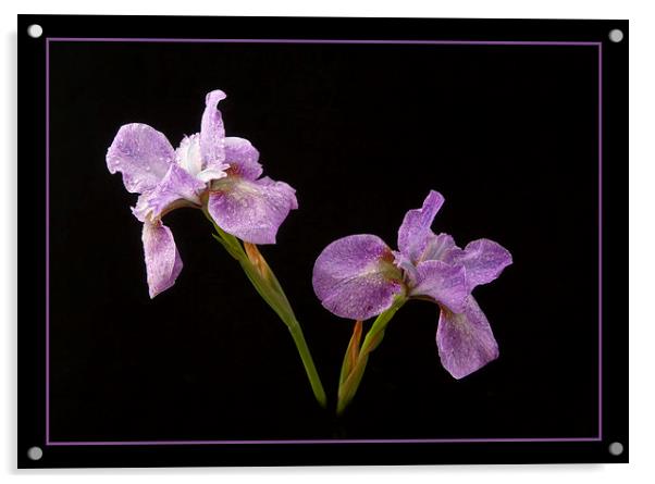  Beautiful Irises Acrylic by Robert Murray