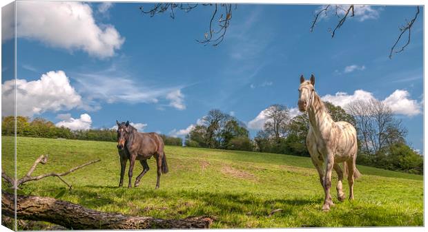  The Horses Canvas Print by Colin Evans