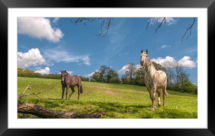  The Horses Framed Mounted Print by Colin Evans