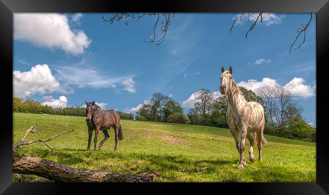  The Horses Framed Print by Colin Evans