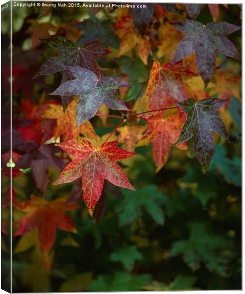 Autumn Leaves Canvas Print by Iksung Nah