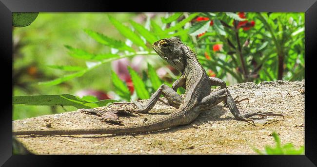  Garden Lizard Framed Print by Ram Maharjan