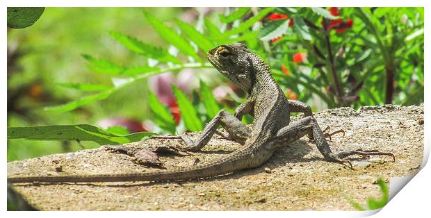  Garden Lizard Print by Ram Maharjan