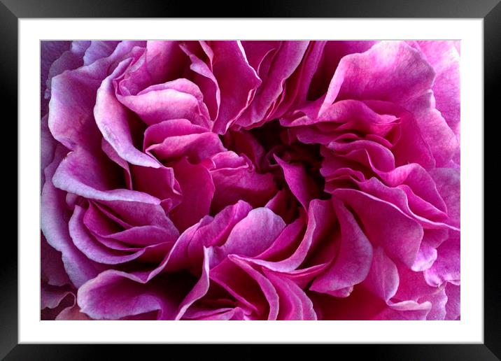 Rose petals Framed Mounted Print by Avril Harris