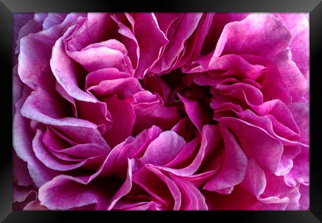 Rose petals Framed Print by Avril Harris
