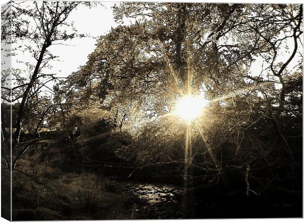  sunset through trees Canvas Print by Tanya Lowery