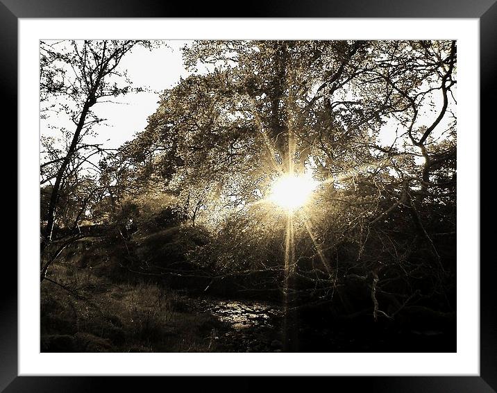  sunset through trees Framed Mounted Print by Tanya Lowery