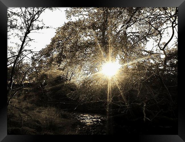  sunset through trees Framed Print by Tanya Lowery