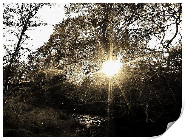  sunset through trees Print by Tanya Lowery