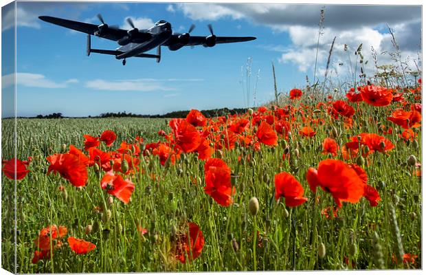  Flying over poppies Canvas Print by Sam Smith