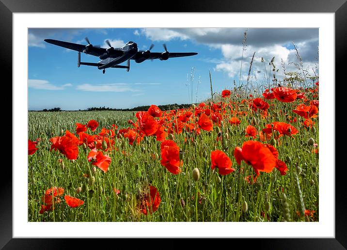  Flying over poppies Framed Mounted Print by Sam Smith