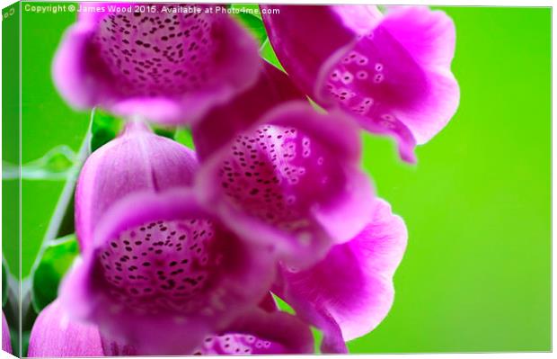 Foxgloves  Canvas Print by James Wood
