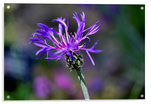  Purple Flower Acrylic by Ann McGrath
