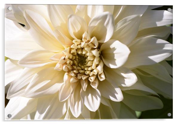  White Flower Acrylic by Ann McGrath