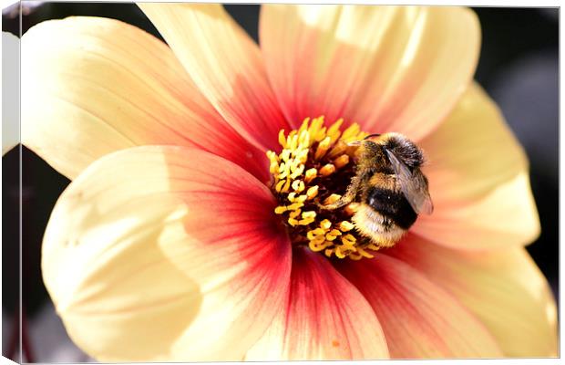  Close up of Bee on a Flower Canvas Print by Ann McGrath