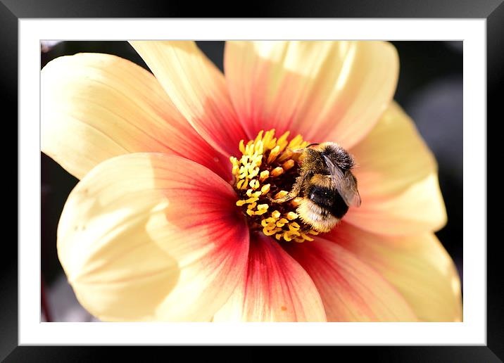  Close up of Bee on a Flower Framed Mounted Print by Ann McGrath