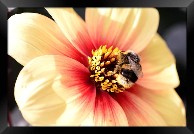 Close up of Bee on a Flower Framed Print by Ann McGrath