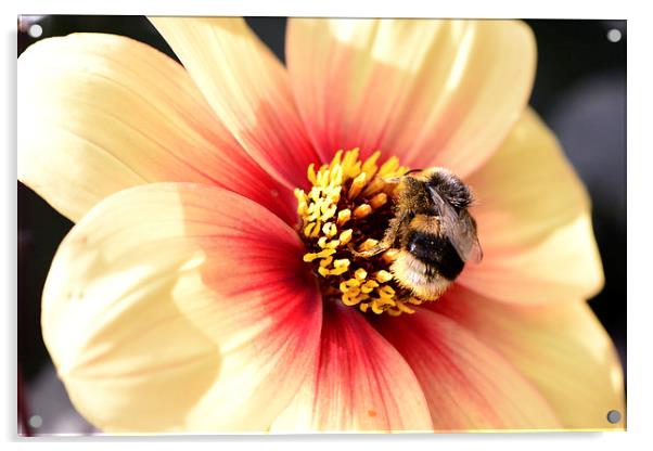  Close up of Bee on a Flower Acrylic by Ann McGrath