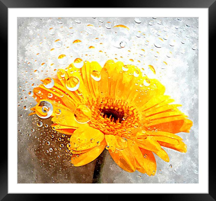  yellow flora  Framed Mounted Print by dale rys (LP)