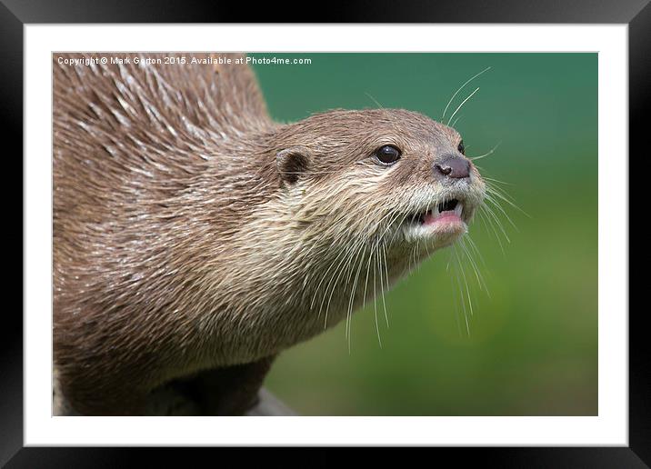  Small Clawed Otter Framed Mounted Print by Mark Gorton
