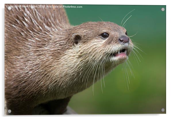  Small Clawed Otter Acrylic by Mark Gorton