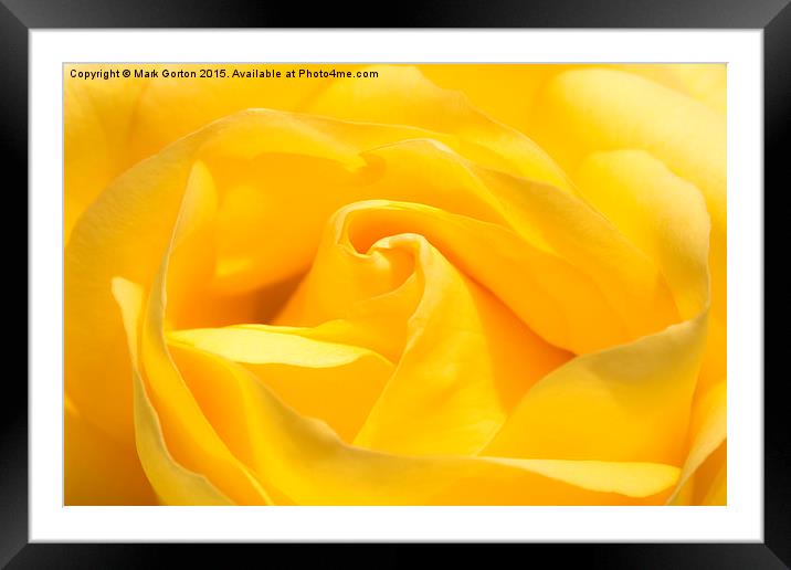 Yummy Yellow Rose Framed Mounted Print by Mark Gorton