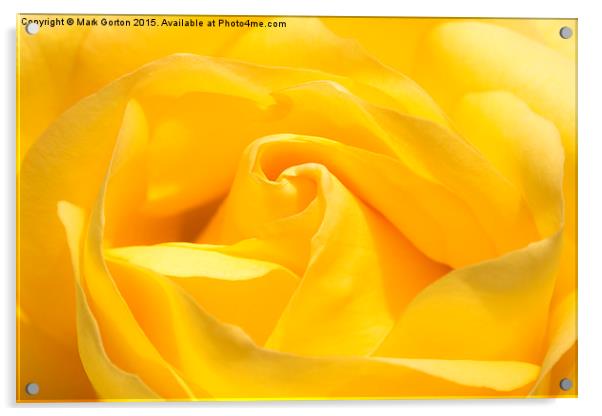  Yummy Yellow Rose Acrylic by Mark Gorton