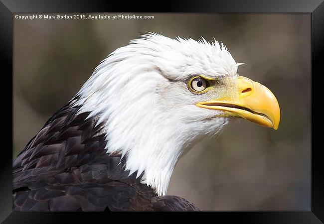  Frowning Bald Eagle Framed Print by Mark Gorton