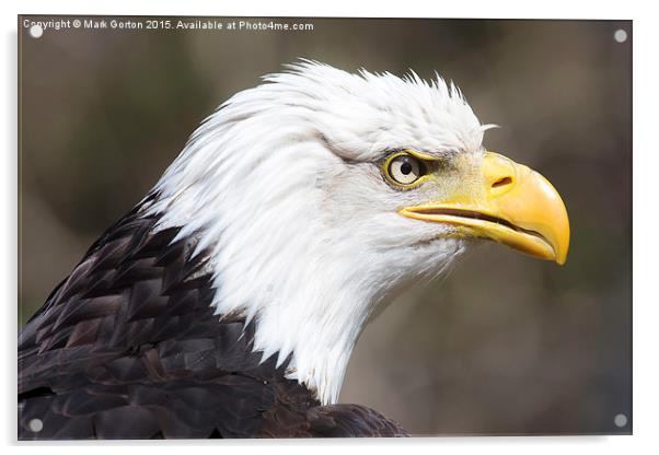  Frowning Bald Eagle Acrylic by Mark Gorton