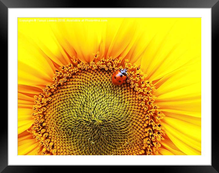  sunflower with ladybird Framed Mounted Print by Tanya Lowery