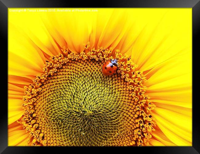  sunflower with ladybird Framed Print by Tanya Lowery