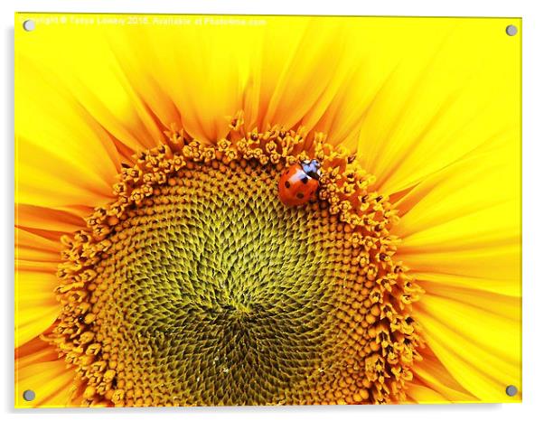  sunflower with ladybird Acrylic by Tanya Lowery
