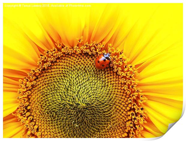  sunflower with ladybird Print by Tanya Lowery