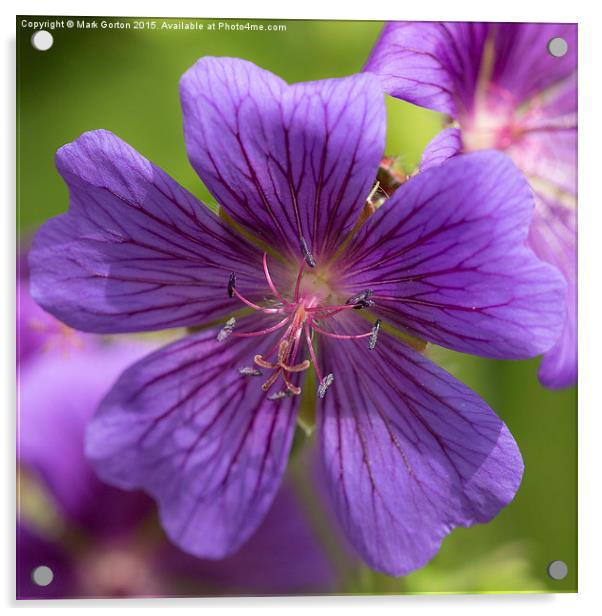 Sticky Purple Geranium Acrylic by Mark Gorton