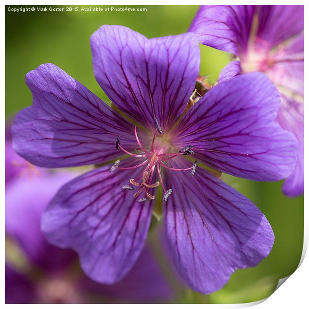 Sticky Purple Geranium Print by Mark Gorton