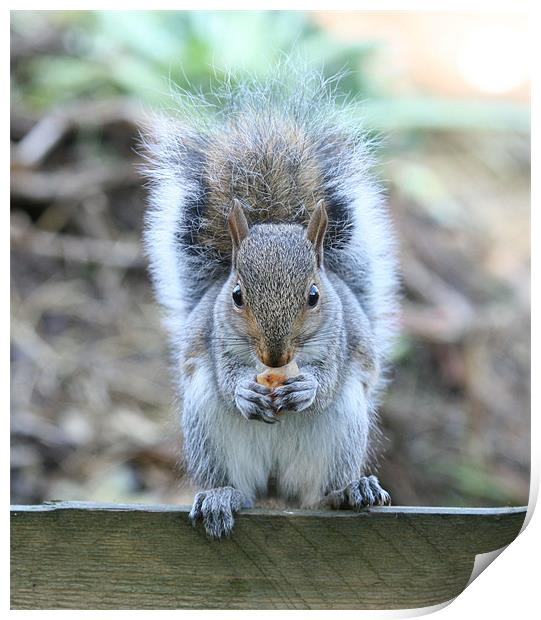 Grey squirrel Print by Ruth Hallam