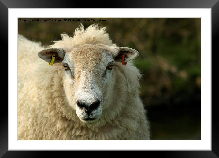  "I'm looking at YOU"... Framed Mounted Print by Andy Blackburn