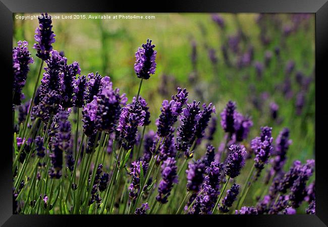  Lavender Framed Print by Louise Lord