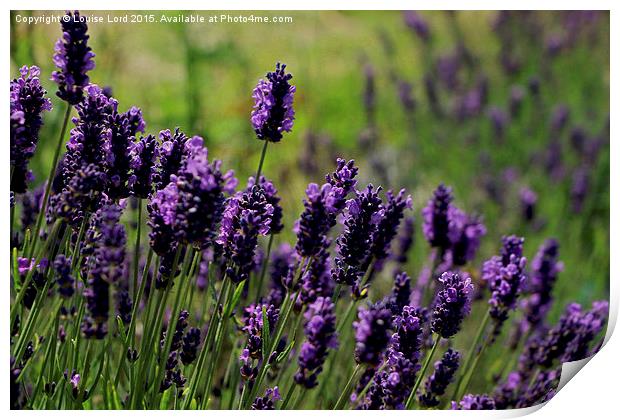  Lavender Print by Louise Lord