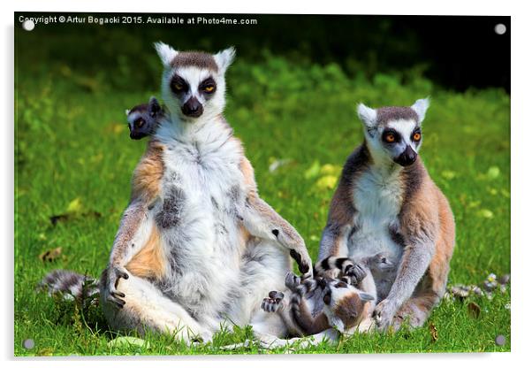 Lemur Catta Family Acrylic by Artur Bogacki