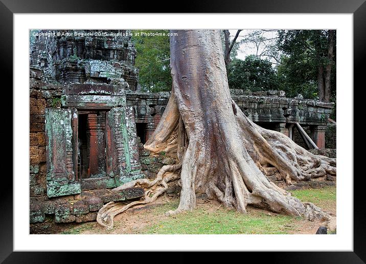 Ta Prohm Temple in Cambodia Framed Mounted Print by Artur Bogacki