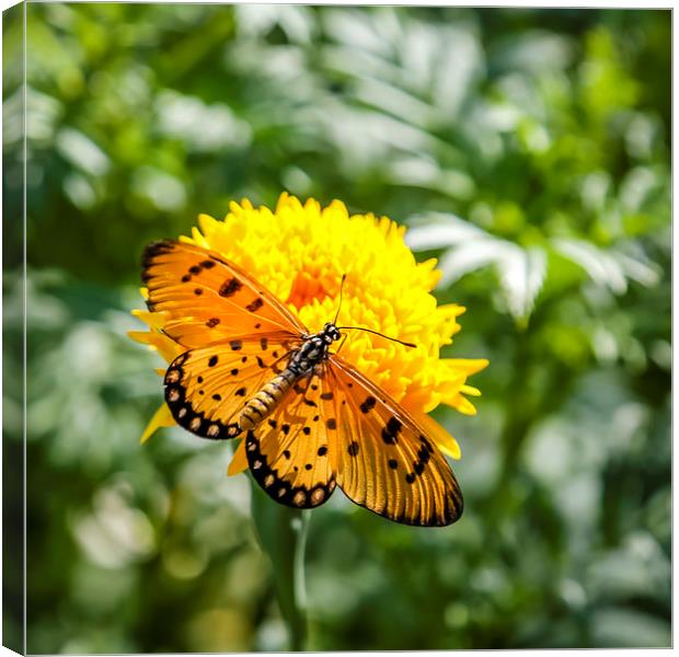 Butterfly on yellow flower Canvas Print by Hassan Najmy