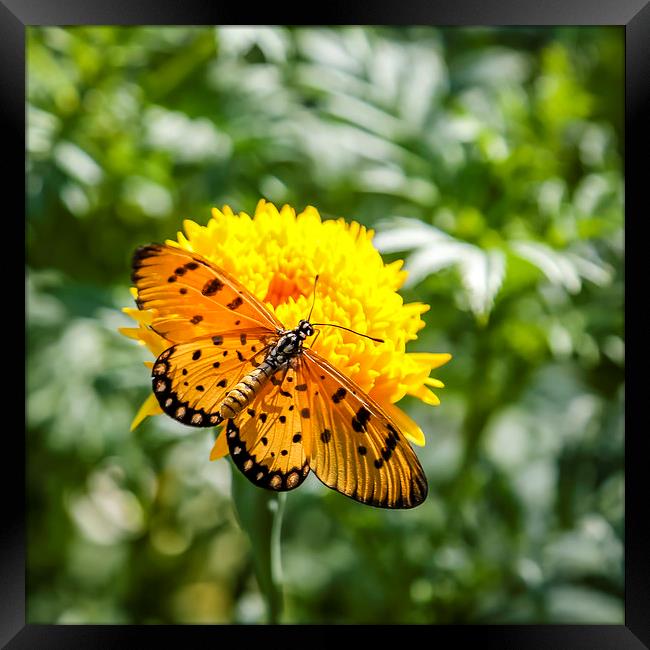 Butterfly on yellow flower Framed Print by Hassan Najmy
